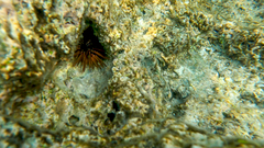 Echinometra mathaei