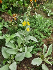 Verbascum phlomoides