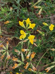 Lotus corniculatus