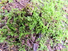 Kindbergia praelonga