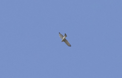 Accipiter nisus