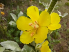 Verbascum phlomoides