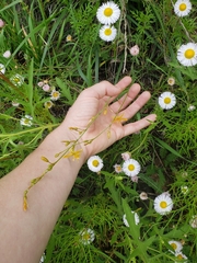 Echeandia flavescens