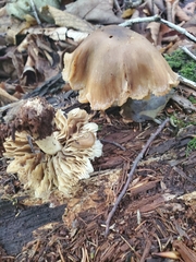 Fungi
