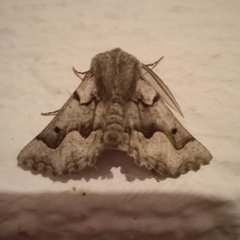 Drepanogynis figurata