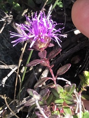 Monardella purpurea