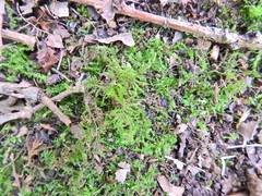 Kindbergia praelonga