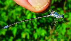 Lestes eurinus