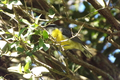 Coereba flaveola