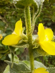 Verbascum phlomoides