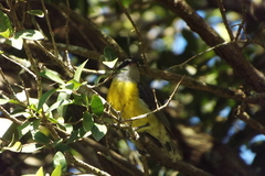Coereba flaveola