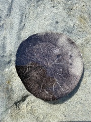 Dendraster excentricus