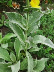 Verbascum phlomoides