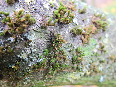 Orthotrichum pulchellum