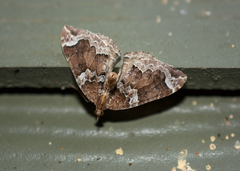 Eulithis xylina