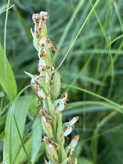 Platanthera