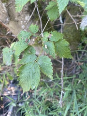 Rubus spectabilis