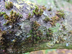 Orthotrichum pulchellum
