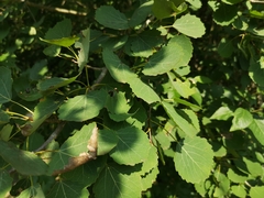 Harmandiola tremulae