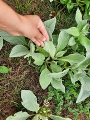 Verbascum phlomoides