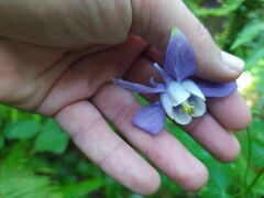 Aquilegia vulgaris