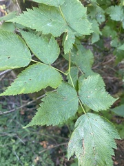 Rubus spectabilis