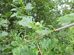 Quercus robur