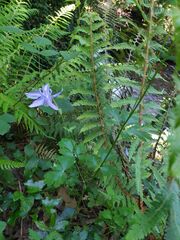 Aquilegia vulgaris