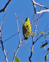 Euphonia violacea