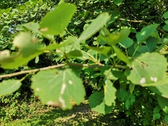 Harmandiola tremulae