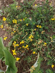 Lotus corniculatus