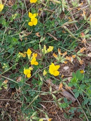 Lotus corniculatus
