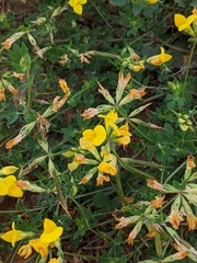 Lotus corniculatus