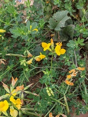 Lotus corniculatus