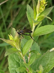 Coelichneumon