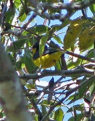 Euphonia violacea