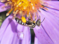 Halictus tripartitus