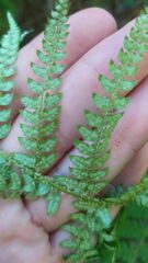 Polystichum setiferum