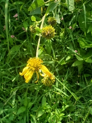 Verbesina helianthoides