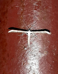 Emmelina