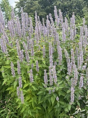 Agastache