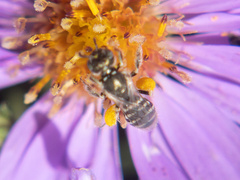 Halictus tripartitus
