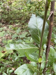 Frangula alnus