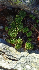 Crassulaceae