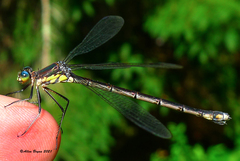 Lestes eurinus