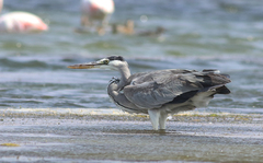 Ardea cinerea