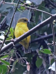 Euphonia violacea