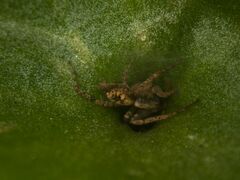 Anyphaena