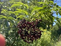 Sambucus canadensis