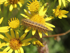 Phragmatobia fuliginosa